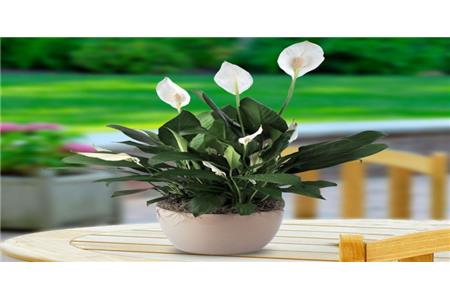 نحوه ی مراقبت از گیاه اسپاتی فیلوم